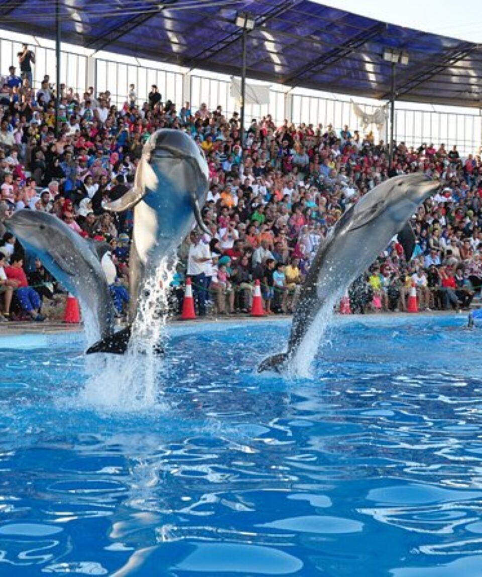 Dolphin Show.