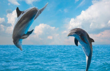 Two  Jumping Dolphins.