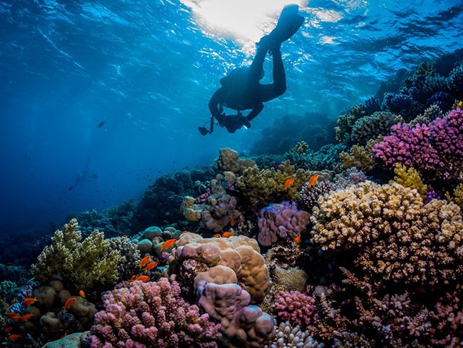 Red Sea Diving in Egypt