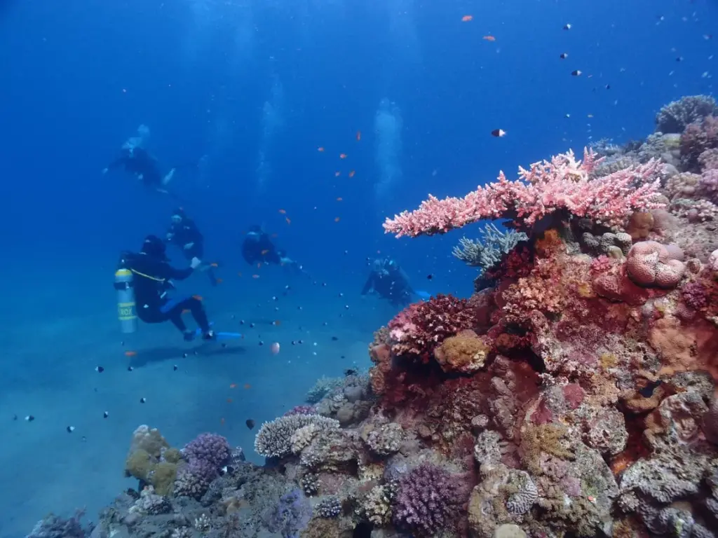 Northern Red Sea diving