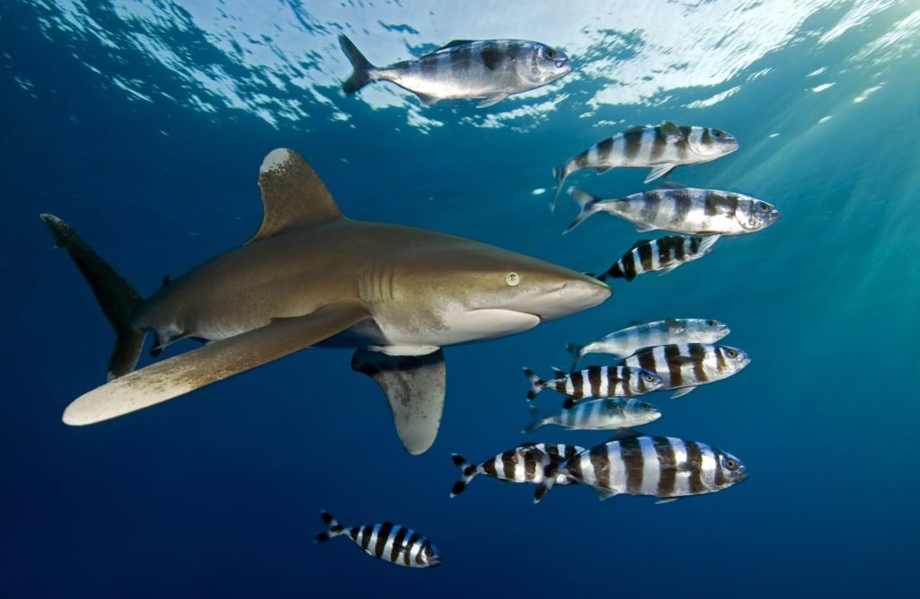 Red Sea diving - Elphinstone Reef, Marsa Alam